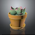 Succulent Plant with Green and Pink Leaves in Orange Pot with Saucer on Dark Surface