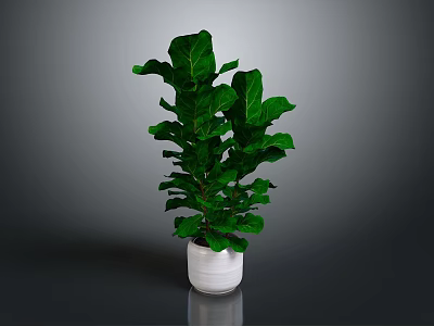 Lush Green Fiddle Leaf Fig Plant In White Ceramic Pot For Home Decor 3d model