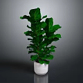Lush Green Fiddle Leaf Fig Plant In White Ceramic Pot For Home Decor