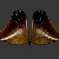 Flying Animal Butterfly With Orange Purple Iridescent Spread Wings On Grey Background