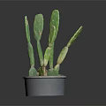 Healthy Cactus Plant With Green Flat Stems In Gray Pot Against Dark Background
