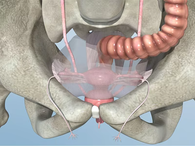 Pelvic Organs 3D Medical Anatomy Illustration Showing Bladder Rectum And Ligaments 3d model