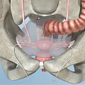 Pelvic Organs 3D Medical Anatomy Illustration Showing Bladder Rectum And Ligaments