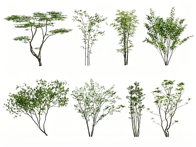 Different Types Of Arbor Trees With Green Leaves And Varying Trunk Shapes 3d model