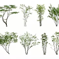 Different Types Of Arbor Trees With Green Leaves And Varying Trunk Shapes
