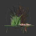 Aquatic Plants With Lotus Flowers Lily Pads And Reflections On Dark Water Surface