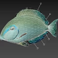 Turquoise Blue Fish With Shiny Scales Distinctive Eye Markings And Sleek Body Shape