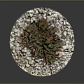 Succulent Plant with Red Green Leaves on Round White Pebble Base for Indoor Decorative