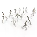 Detailed View of Natural Tree Roots with Intricate Branching Network Structures