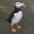 Black And White Puffin Standing In Grassland With Orange Beak And Woodland Background