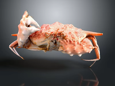Coral Pink Spotted Crab With Intricate Shell And Extended Legs Isolated On Dark Background 3d model