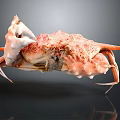 Coral Pink Spotted Crab With Intricate Shell And Extended Legs Isolated On Dark Background