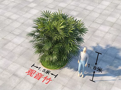 Lady Palm Bush 5 Meters Wide 1.8 Meters Tall with Human Figure on Paved Ground 3d model