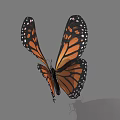 Monarch Butterfly With Vibrant Orange Black Wings And White Spots In Flight