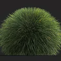 Lush Green Round Grass Bush With Dense Foliage For Garden Landscaping Decoration
