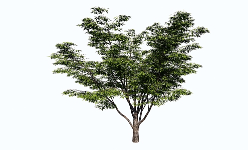 Modern Tree Landscape Tree 3d model