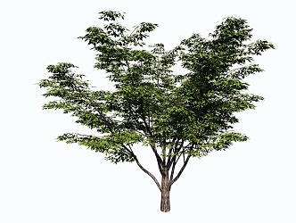 Modern Tree Landscape Tree 3d model