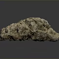 Coral Polyps Marine Life Formation With Intricate Texture In Ocean Environment