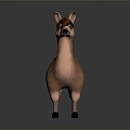 alpaca wool llama alpaca alpaca camel sheep humpless moose animal 3d model