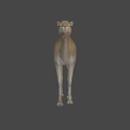 Realistic Dromedary Camel 3D Model Standing With Detailed Fur Texture 3d model