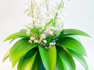 Potted Lily of the Valley With White Flowers And Green Leaves 3d model