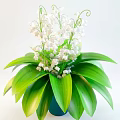 Potted Lily of the Valley With White Flowers And Green Leaves