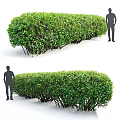 Lush Green Shrubs With 5 Elements 1.5m Height And Foliage Details 3d model