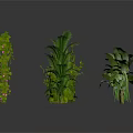 Various Green Plants Collection Including Vines Shrubs And Palm Trees Arranged On White Background