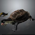 Turtle With Vibrant Patterned Shell Extended Head Open Mouth And Small Insect On Dark Surface