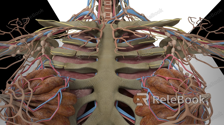 human body structure model