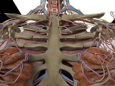 human body structure model