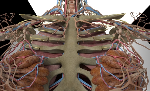 human body structure 3d model