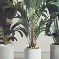 Various Large Potted Plants In White Pots With Black Bases Near Window Blinds Gray Walls