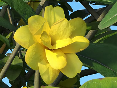 Vibrant Yellow Flowers With Lush Green Leaves And Branches Against Blue Sky 3d model