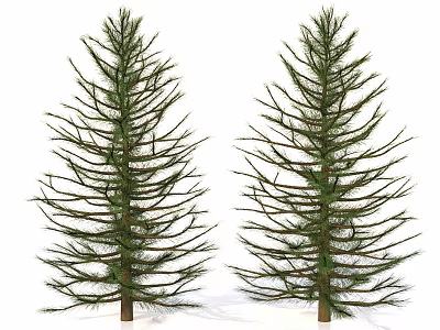 Two Evergreen Coniferous Trees With Slender Branches And Brown Trunks 3d model
