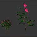 Small And Tall Plants With Pink Flowers Green Leaves And Visible Roots