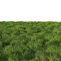 Lush Green Grass Field With Vibrant Natural Meadow Landscape And Fresh Vegetation