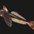 Unique Aquatic Animal Fish With Flat Head Large Eyes And Fan Shaped Fins