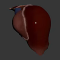 Human Liver Abdominal Organ 3D Rendering Showing Anatomical Structure Details