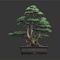 Bonsai Pine Tree with Lush Green Foliage Exposed Roots Artistically Shaped Branches in Rectangular Container