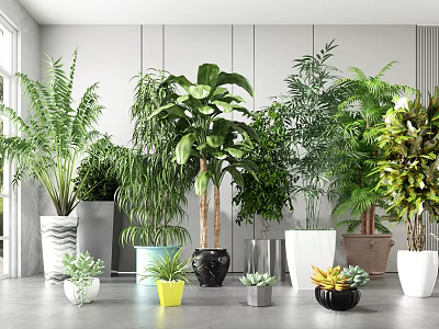 Various Indoor Potted Plants In Different Style Pots For Home Decor 3d model