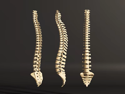 Three Anatomical Thoracic Spine Models Displaying Chest Organ Skeletal Structure 3d model