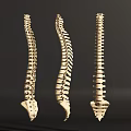 Three Anatomical Thoracic Spine Models Displaying Chest Organ Skeletal Structure