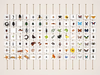 Creative Wall With Insect Specimens And Plant Cards Arranged In Rows 3d model