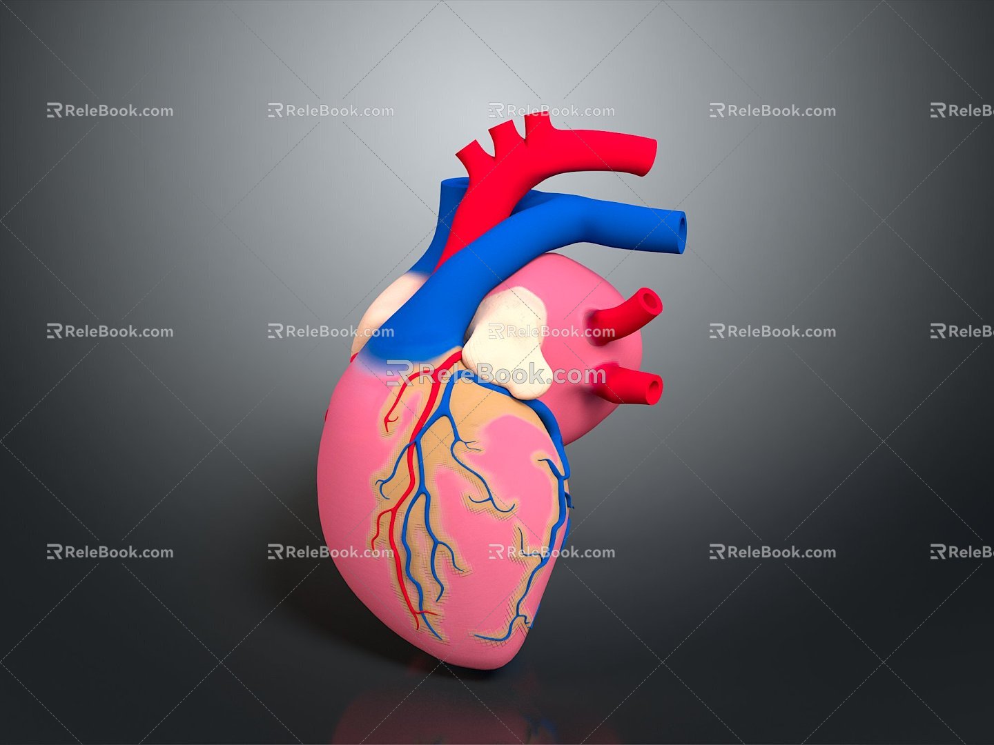 Heart Human Heart Heart Anatomical Organs 3d model