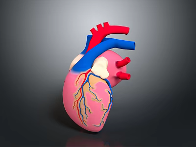 3D Human Heart Anatomical Model Medical Device with Colored Arteries and Veins 3d model