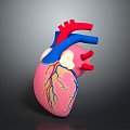 Heart Human Heart Heart Anatomical Organs 3d model