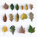 Colorful Autumn Leaves Scattered On White Wooden Background For Natural Decor