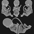 Human Fetus Development Stages Displayed in 3D Renderings With Different Positions 3d model