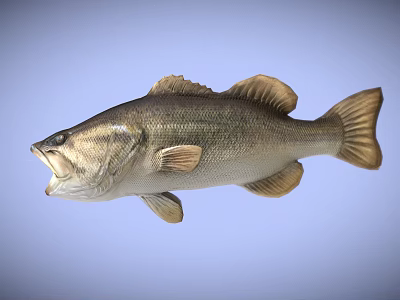 Freshwater Largemouth Bass Fish With Open Mouth Gray Body And Shiny Scales 3d model